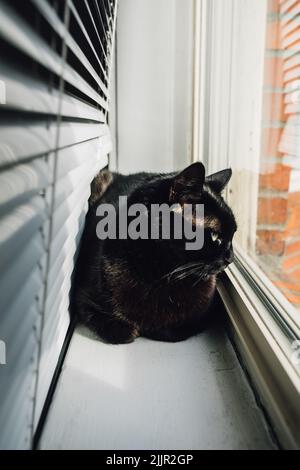 black cat behind blinds on window sill. neighborhood watch Stock Photo