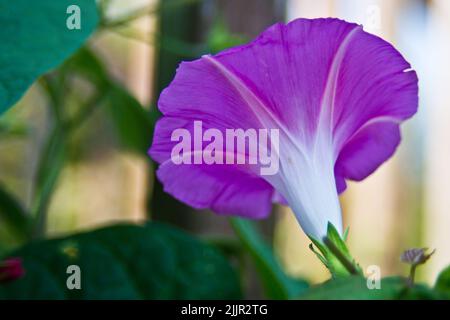 A closeup of a purple Japanese morning glory flower blooming under the bright sunlight Stock Photo