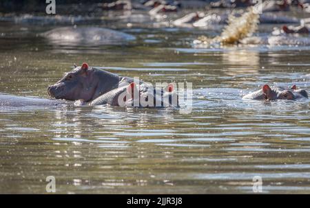 Two Hippos and a Baby Hippo in a waterhole of the Serengeti National Park, Tanzania, Africa Stock Photo