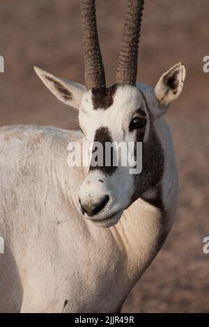 Close up shot of Arabiam oryx aka White Oryx in the desert of Rub al Khali (Empty Quater) Stock Photo