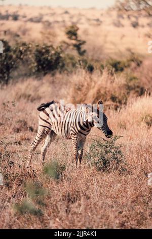 A vertical shot of a zebra in the savanna in South Africa Stock Photo