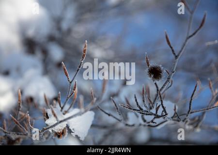 Frost covered brown beechnut shell on a red beech branch covered by snow and ice Stock Photo