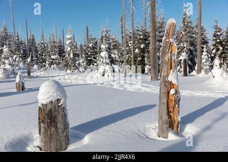 Dead tree stumps at a hiking trail to Mount Lusen in the Bavarian Forrest National Park covered by ice and snow on a cold but blue-sky sunny day Stock Photo
