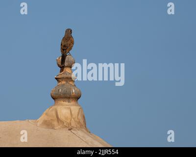 A cute house bunting sitting at the top of a tower Stock Photo