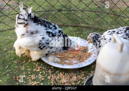 Black mottled chicken of Cochin China breed eating grains in a cage Stock Photo