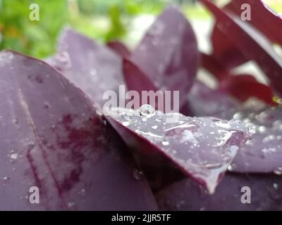 A closeup shot of red boat lily leaves with rain drops in a garden Stock Photo