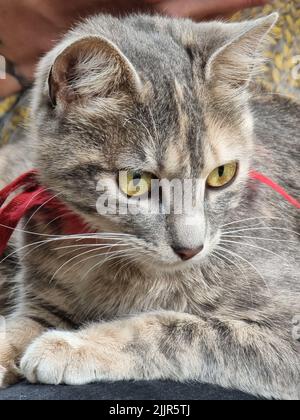 A closeup of an adorable Tabby cat resting on the couch Stock Photo