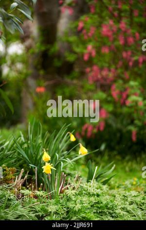 My garden. Flower garden and beautiful natural plants on a summer day outside. Bright yellow petals around detailed greenery in nature. Closeup of Stock Photo