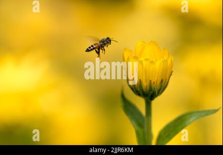 A closeup of a bee approaching the yellow common marigold flower bud (Calendula officinalis) Stock Photo