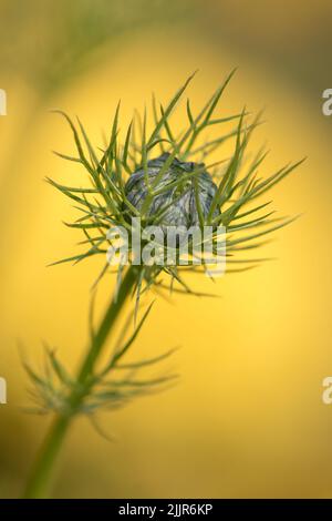 A vertical closeup of a love-in-a-mist flower bud (Nigella damascena) Stock Photo