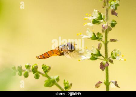 Holy basil plant insect hi res stock photography and images Alamy