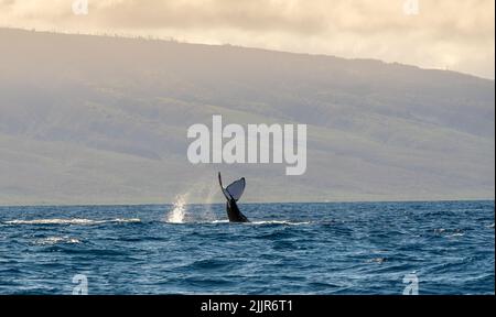 The tail of a big whale popping out from the blue ocean near the Maui ...