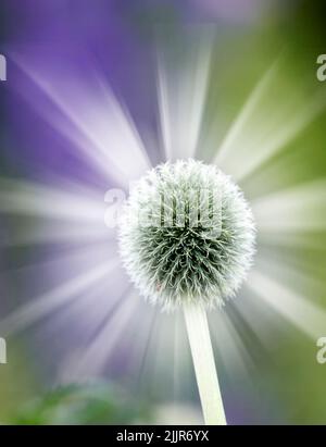 Colorful, glowing and bright wild globe thistle or echinops exaltatus flower growing in a garden with blurred copy space background. Macro closeup of Stock Photo