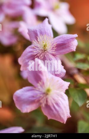 Beautiful, colorful and vibrant pink flowers growing in a garden on a sunny spring day outside. Closeup of clematis viticella or italian leather from Stock Photo