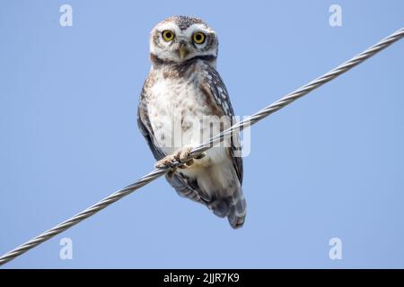 A burrowing owl (Athene cunicularia) on a clothesline against the cloudless sky in Ranavav, India Stock Photo