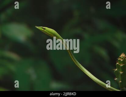 A breathtaking shot of a green snake against blurry background Stock Photo