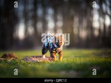 A beautiful view of a cute puppy Shiba Inu in the field during golden hour Stock Photo