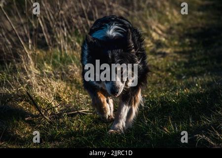 A black Border Collie running in a field on the green grass under the evening rays of sun. Stock Photo