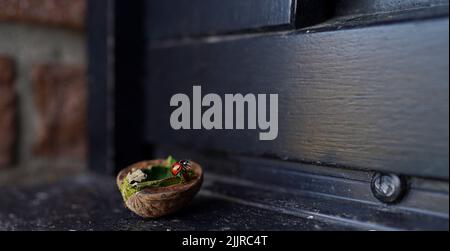 Panoramic view of a walnut shell with a green leaf inside, small house for ladybug on dark wooden background Stock Photo