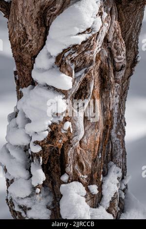 A vertical closeup of snowy tree bark texture Stock Photo