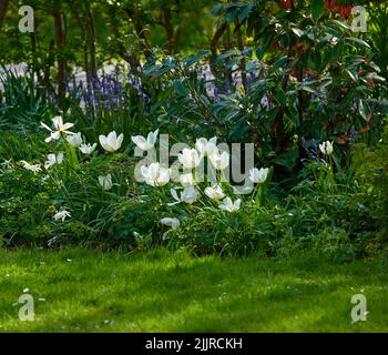 Beautiful View Of Green Lawn, Bushes And Coniferous Trees Outdoors On 