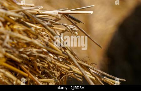 A closeup of dry golden grass Stock Photo