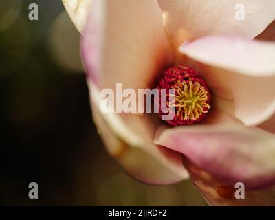 A closeup shot of sun-lit twigs and blossoms of a magnolia tree Stock Photo