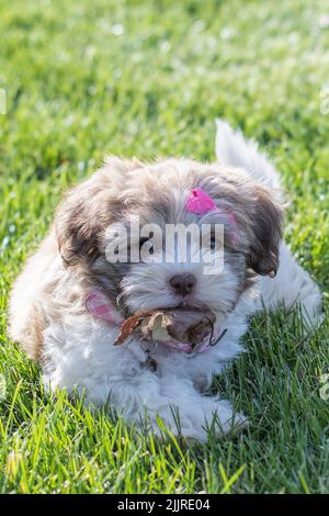 A vertical shot of a Havanese bichon puppy with a pink bow lying on the grass Stock Photo