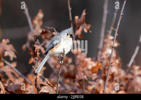 A close-up shot of a Tufted Titmouse sitting on a tree branch in the blurry background Stock Photo