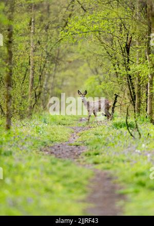 A vertical low-angle shot of a baby deer in the forest Stock Photo