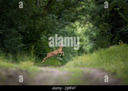 A deer jumping in a green forest Stock Photo