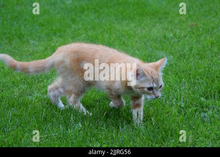 A closeup of the ginger kitten walking on the lawn. Stock Photo