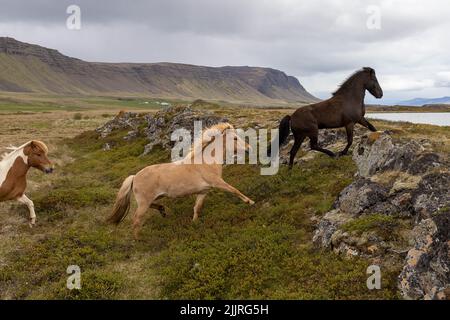 The horses running in the rocky green field against the background of hills. Iceland. Stock Photo