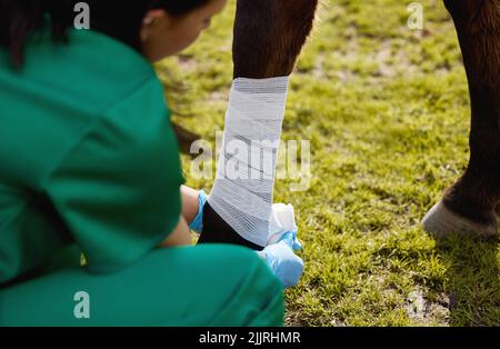 Many vets will happily recount a childhood passion for animals. a unrecognizable veterinarian putting a bandage on a horse on a farm. Stock Photo