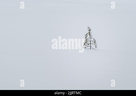 A pine sapling covered in snow Stock Photo