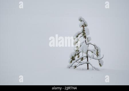 A pine sapling covered in snow Stock Photo