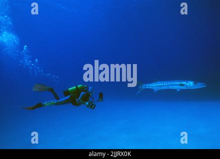 Scuba diver watches a Great barracuda (Sphyraena barracuda), Saba, Netherland Antilles, Caribbean Stock Photo