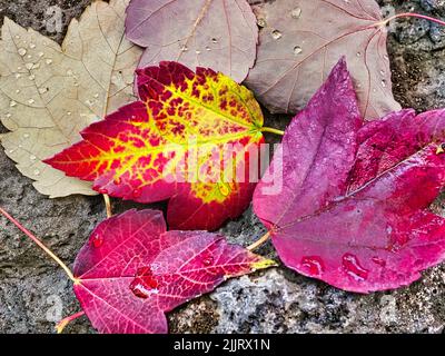 A closeup of autumn maple leaves covered with waterdrops fallen on the ground Stock Photo