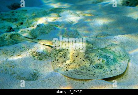 ellow Stingray (Urolophus jamaicensis) laying on sandy seabed, Cozumel, Mexico, Caribbean, Stock Photo