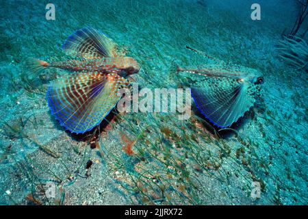 Flying gurnards (Dactylopterus volitans), flying over sandy seabed, Saba, Netherland Antilles, Caribbean, Stock Photo