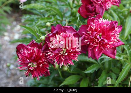 A closeup shot of dark purple peony flowers blooming in the garden during daytime with blurred background Stock Photo