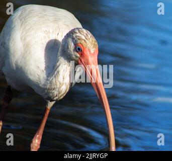 A white ibis in a small pond looking for food in Naples Florida Stock Photo
