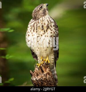 A red-shouldered hawk sitting on a perch in Bird Rookery Swamp in Naples, Florida Stock Photo