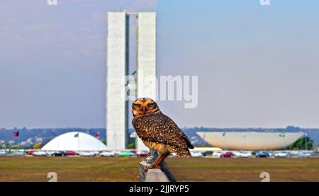 A closeup of the little owl, Athene noctua in front of the national congress of Brazil. Stock Photo