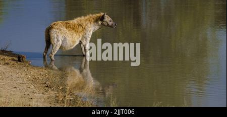 Pregnant Hyena in water lake with reflection at Kruger National park South Africa. pregnant hyena mam during sunset Stock Photo