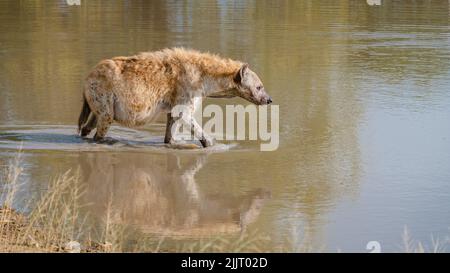 Pregnant Hyena in water lake with reflection at Kruger National park South Africa. pregnant hyena mam during sunset Stock Photo