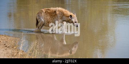 Pregnant Hyena in water lake with reflection at Kruger National park South Africa. pregnant hyena mam during sunset Stock Photo