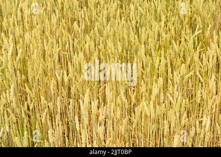 Wheat field in summer at sunset. Ripe ears of wheat on the farm during the summer harvest. Agriculture, cereals and eco nature concept. High quality photo Stock Photo