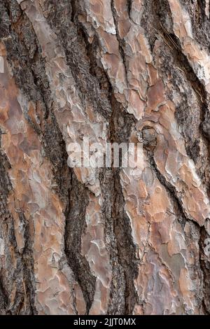 BACKGROUND TEXTURE -  Closeup of the bark of a Scots pine tree Stock Photo