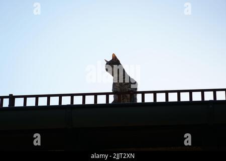 A low angle shot of an adorable Tabby cat looking down from the bridge Stock Photo